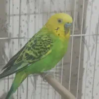 مرغ عشق
