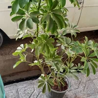 باسلام گل شفرا زیبا و دوست داشتنی