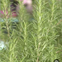 گیاه رزماری|گل و گیاه طبیعی|بندر ماهشهر, |دیوار