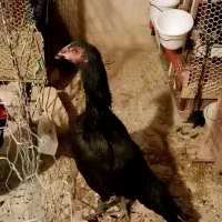 جوجه مرغ لاری