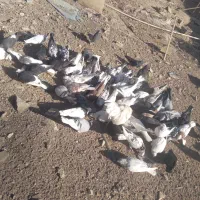 تعدادی کبوتر پرشی و سربری