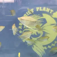 ماهی آنجل و گورامی|ماهی|شیراز, شهرک سراج‎|دیوار