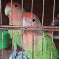 طوطی برزیلی  شیطون و بازیگوش دستی