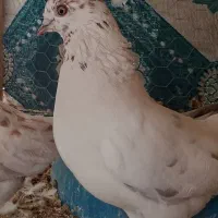 3عدد کبوتر زوردار