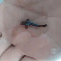 ماهی گوپی|ماهی|کرمانشاه, |دیوار