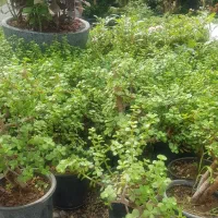 ساکولنت خرفه ای|گل و گیاه طبیعی|تهران, عباس‌آباد|دیوار