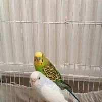 مرغ عشق، گرینچیک، قناری