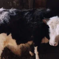 دوگاونر دارم