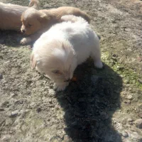 واگذاری توله تریر|سگ|لاهیجان, لیالستان|دیوار