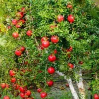 پیشفروش نهال انار خزر بردسکن|خدمات باغبانی و درختکاری|سرعین, |دیوار
