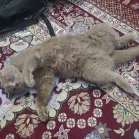 گربه|گربه|مشهد, موسوی قوچانی|دیوار