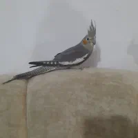 عروس هلندی نر وماده|پرنده|کوچصفهان, |دیوار