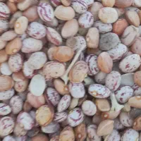 لوبیا چیتی درشت|خوردنی و آشامیدنی|اقلید, |دیوار