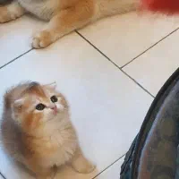 بریتیش .اسکاتیش|گربه|تهران, قیطریه|دیوار