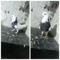 طوقی|پرنده|گلبهار, شهر جدید گلبهار|دیوار