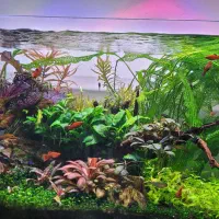 گیاه ماداگاسکار|ماهی|اصفهان, کوی امیریه|دیوار