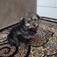 پامر عروسکی