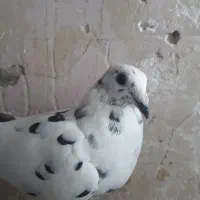 پلاکی ماده|پرنده|اهواز, کوی آغاجاری|دیوار