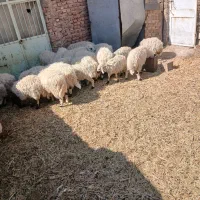 گوسفند میش|حیوانات مزرعه|زرند, |دیوار