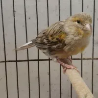 قناری ماده|پرنده|خمینیشهر, |دیوار