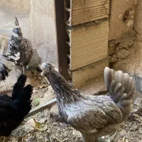 تخم نطفه دار گلین