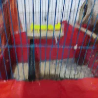 مرغ عشق با تخم|پرنده|گرگان, |دیوار