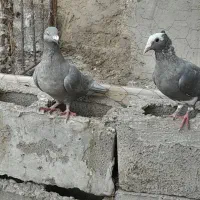 پلنگ نقره ای ونقره ای|پرنده|هامون, |دیوار