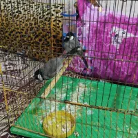 قناری عربی|پرنده|خرمشهر, |دیوار