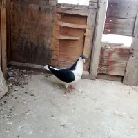 کبوتر|پرنده|گنبد کاووس, |دیوار