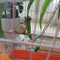 طوطی کوتوله|پرنده|کرمان, |دیوار