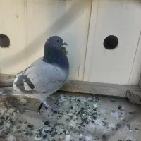 ماده پلاکی|پرنده|ملایر, |دیوار