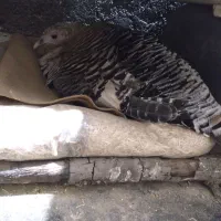 بوقلمون محلی سالم سالم