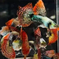 گوپی تاپ گرید|ماهی|تربت‌حیدریه, باغ سلطانی|دیوار