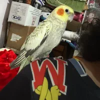 گمشده عروس هلندی