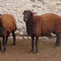 گوسفند،چوب دستی چوپانی.