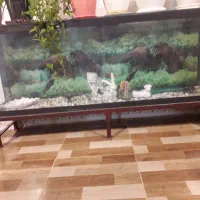 آکواریوم