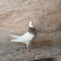 طوقی ماده