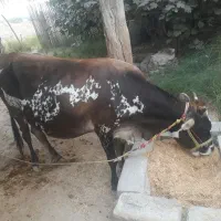 گاو شیری ۵ ماه ابستن|حیوانات مزرعه|میناب, |دیوار