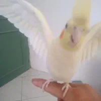 عروس هلندی نر جوان خونگی|پرنده|مشهد, کوثر|دیوار