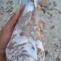 کبوتر‌گرگی‌ شیخی|پرنده|بندر ماهشهر, |دیوار