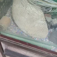 مرجان آکواریومی|ماهی|وحیدیه, |دیوار