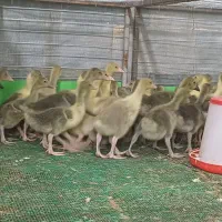 جوجه غاز دورگه ۱۶ روزه