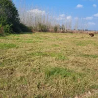 زمین مسکونی/۲۵۰/متر نامه بنیاد مسکن کامل مسکونی