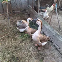 تخم غاز محلی فوری