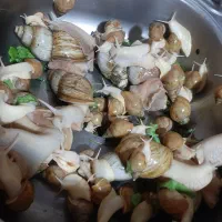 حلزون آلبینو|خزنده|شیراز, ده پیاله|دیوار