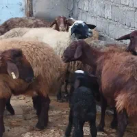 تعداد۸راس گوسفند بابره میش وبره جوان وشیره دار|حیوانات مزرعه|کرمانشاه, |دیوار