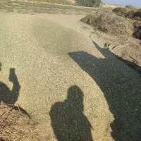 کاه یونجه|خدمات باغبانی و درختکاری|شوشتر, |دیوار