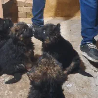 توله سگ ژرمن شپرد شولاین