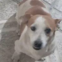 سگ پاکوتاه|سگ|تربت جام, یحیی آباد|دیوار