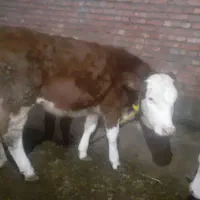 دوتا گوساله شرابی ماده اصل